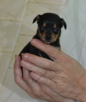 Chihuahuas Pups at OSCAR Animal Rescue in Sparta, NJ