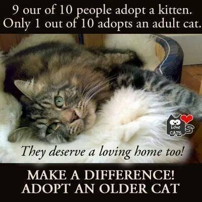 Adopt an Older Cat - OSCAR Animal Rescue in Sparta, NJ