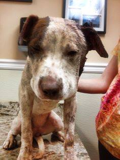 Adopt Rescue Dogs and Puppies from OSCAR Animal Rescue in Sparta, NJ