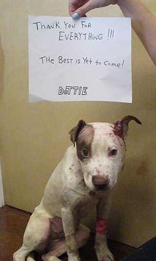 Adopt Rescue Dogs and Puppies from OSCAR Animal Rescue in Sparta, NJ