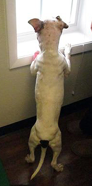 Adopt Rescue Dogs and Puppies from OSCAR Animal Rescue in Sparta, NJ