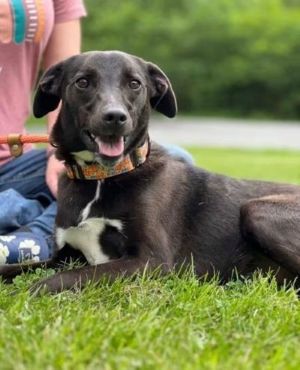 Adopt Rescue Dogs and Puppies from OSCAR Animal Rescue in Sparta, NJ