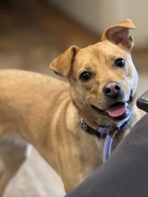 Adopt Rescue Dogs and Puppies from OSCAR Animal Rescue in Sparta, NJ