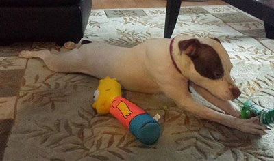 O.S.C.A.R. Animal Rescue, Sparta NJ