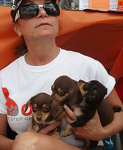 Chihuahua Pups for adoption at One Step Closer Animal Rescue (O.S.C.A.R.) Sparta, NJ
