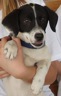 Adopt Rescue Dogs! One Step Closer Animal Rescue (O.S.C.A.R.) Sparta, NJ
