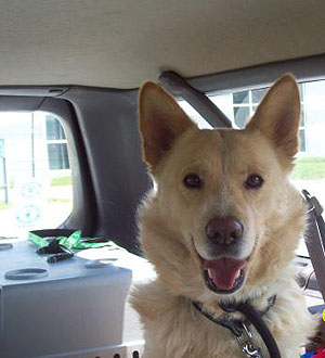 Volunteer to Transport Dogs to OSCAR Animal Rescue in Sparta, NJ