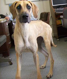 Monroe, an adoptable dog at OSCAR Animal Rescue in Sparta, NJ