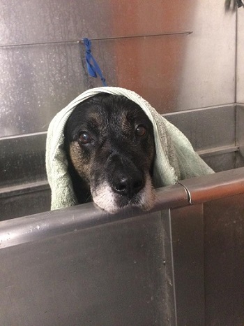 Shelter OSCAR Animal Rescue in Sparta, NJ